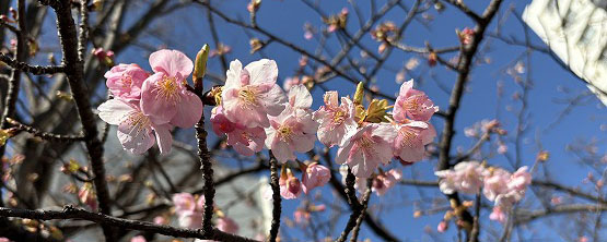 陽光に誘われ咲き始めた枝垂れ梅