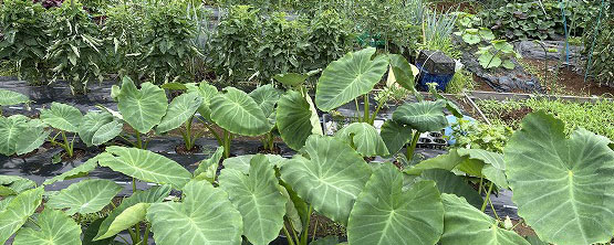 梅雨を喜ぶ里芋と嫌がるトマト