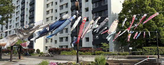 県ハイツ集会所前の空を泳ぐ鯉のぼり
