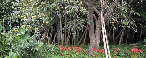 夏のカンナに秋を告げる柿と彼岸花