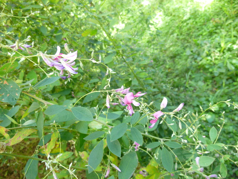 ミヤギノハギ 1