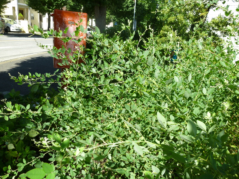 ミヤギノハギ 3