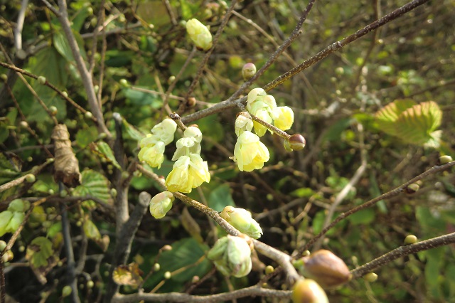 ヒュウガミズキ