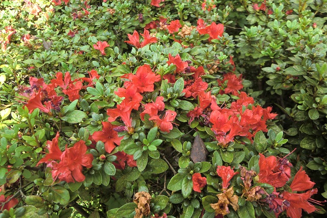 キリシマツツジ