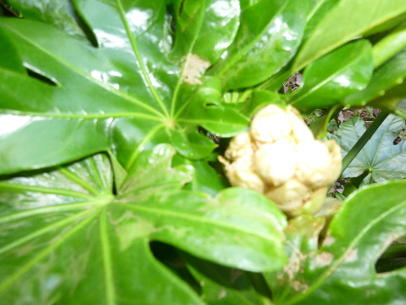 ヤツデ 蕾1