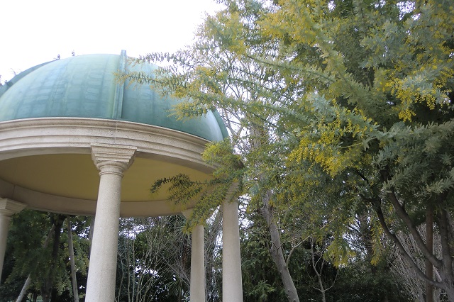 ギンヨウアカシア１