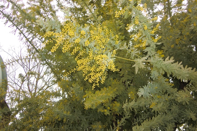 ギンヨウアカシア２