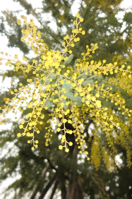 ギンヨウアカシア３