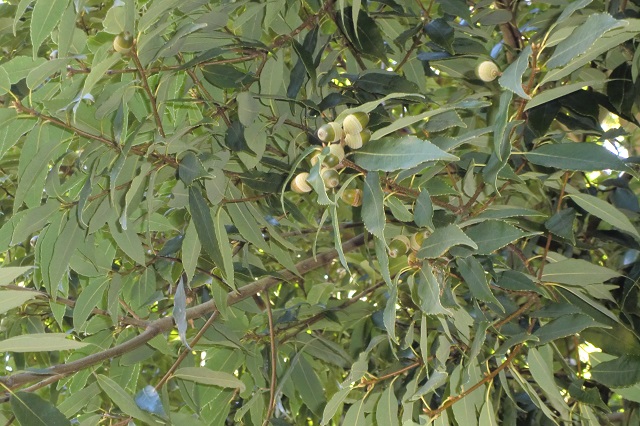木の実4