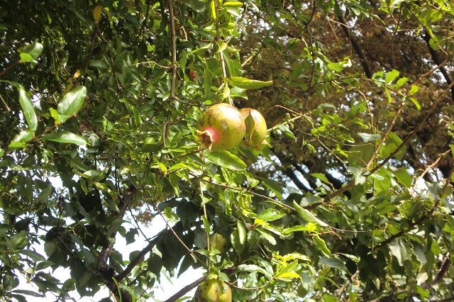 木の実7