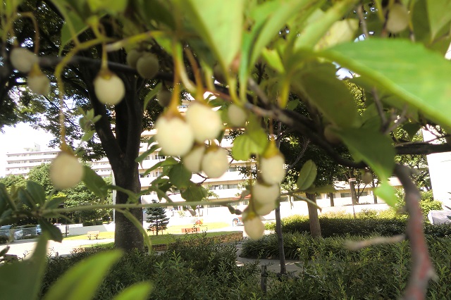 木の実14
