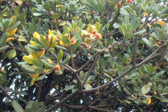 木の実22