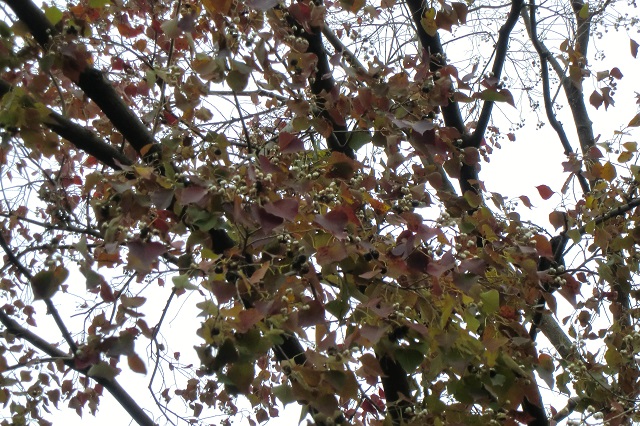 木の実18