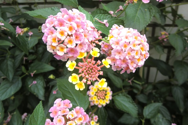 ランタナ