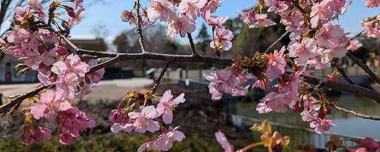 満開を迎えた俣野公園のカワヅザクラ