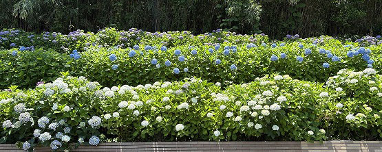 横浜薬大南門の坂道を彩るアジサイ