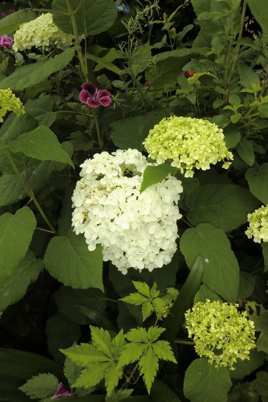 アナベル （拡大表示）