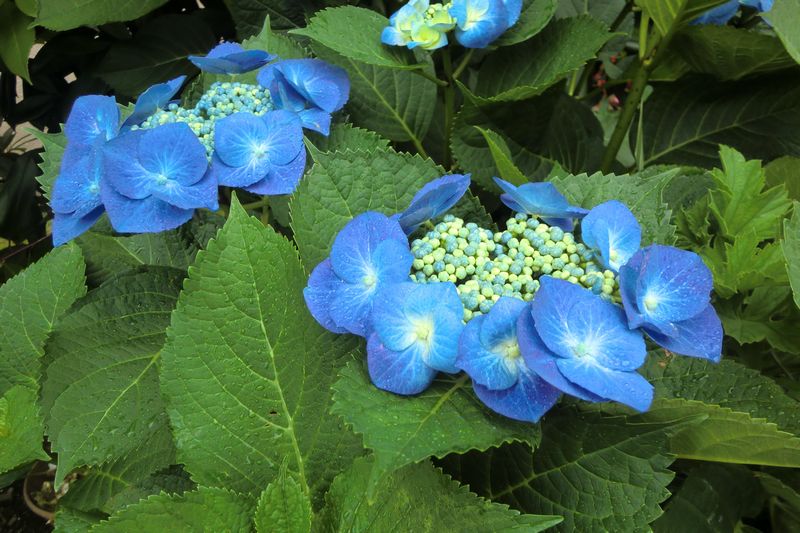 アオガク （

拡大表示）