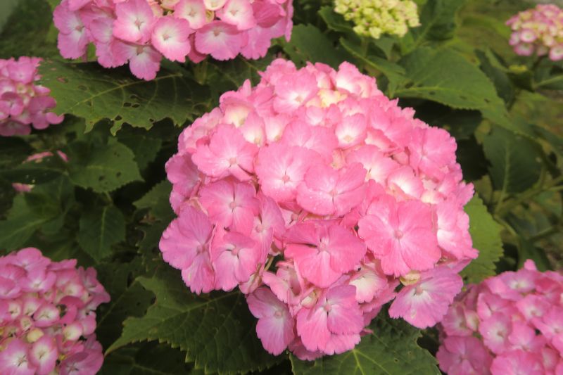 コエルエア 

（拡大表示）