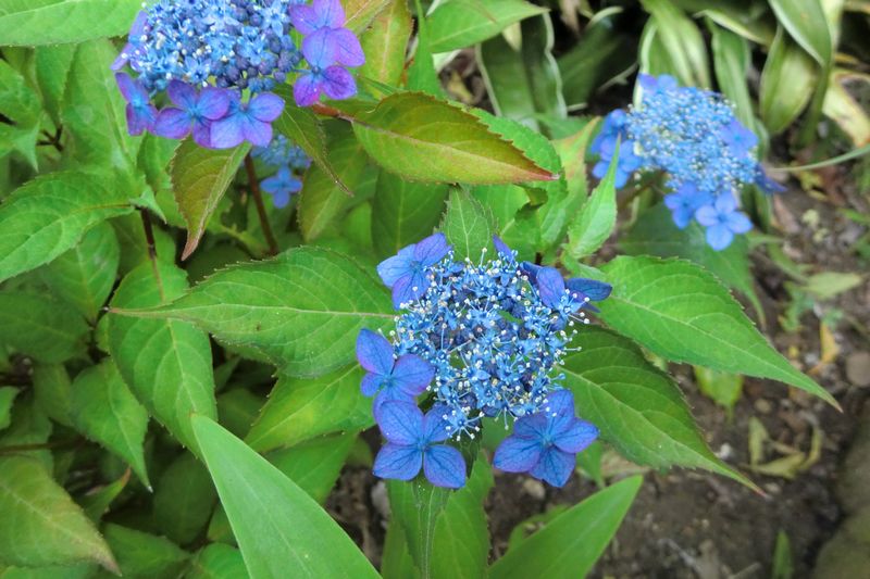 ヒメアオガ

ク （拡大表示）