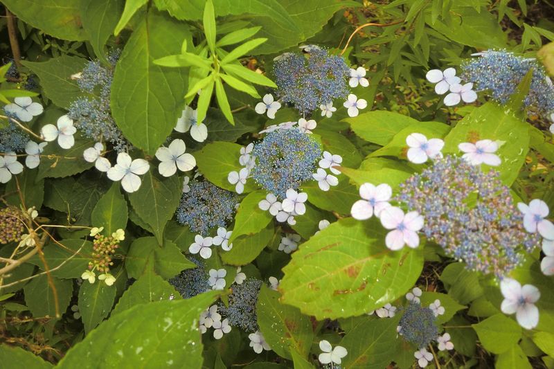 想夫連 （拡

大表示）