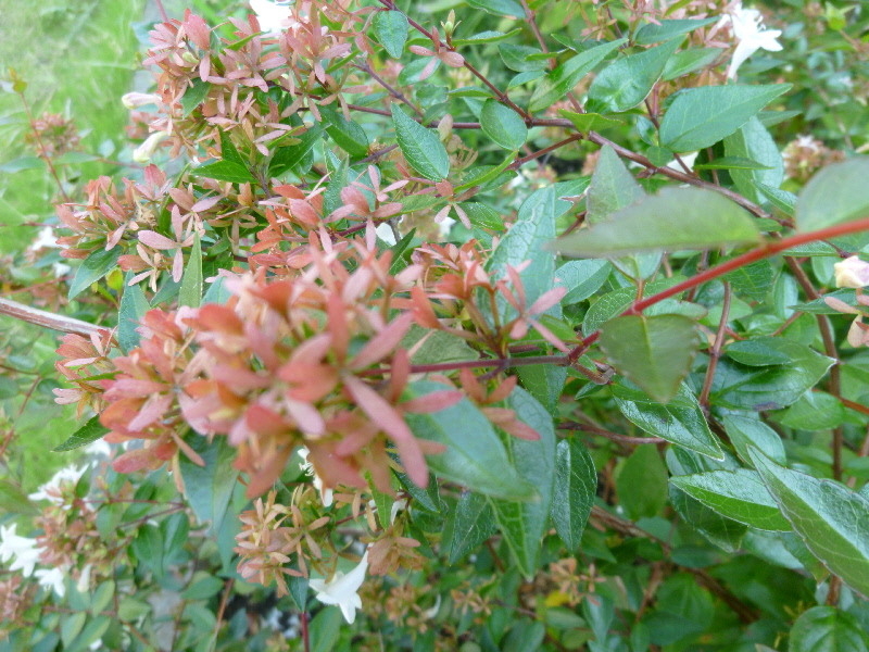 花の落ちた萼もきれい