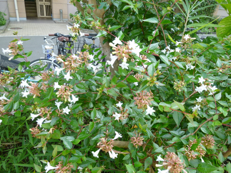 アベリア（白）