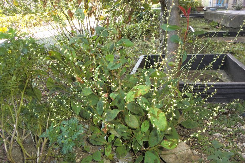 ギンミズヒキ （拡大表示）