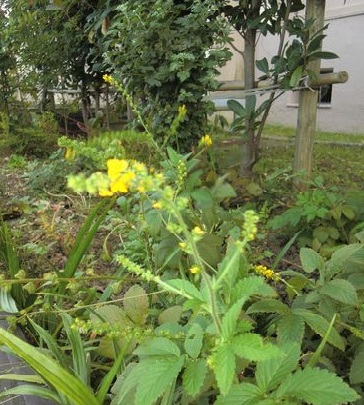 キンミズヒキ （拡大表示）