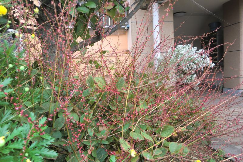 ミズヒキ （拡大表示）