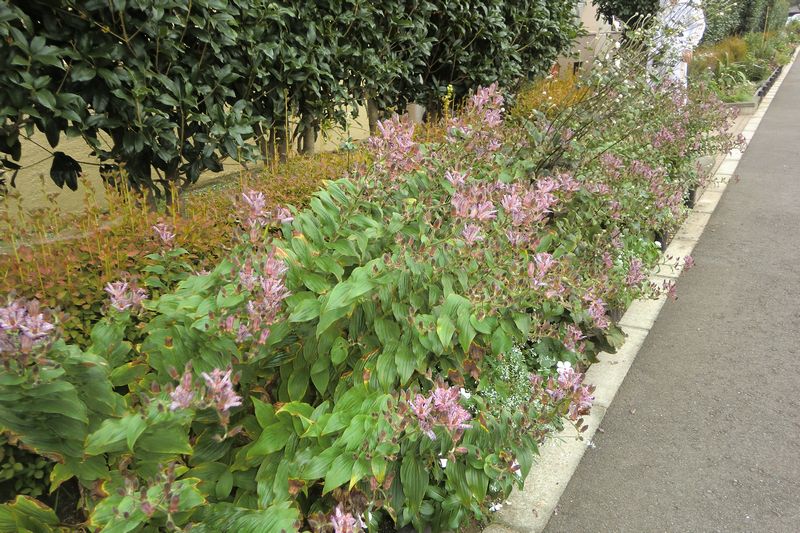 ホトトギス （拡大表示）