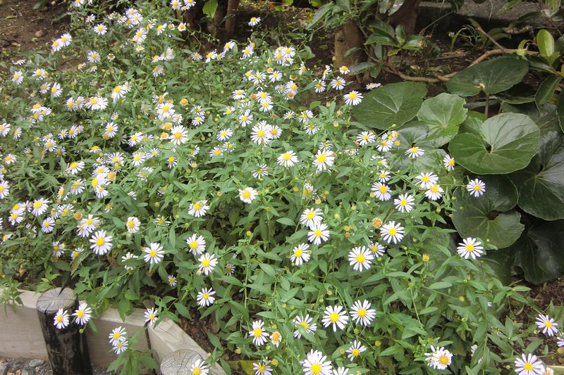 カントウヨメナ （拡大表示）