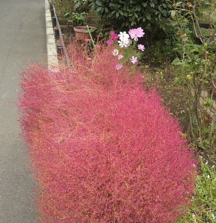 ホウキグサ （拡大表示）