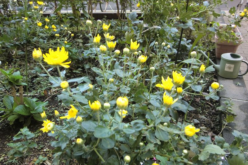 キク （拡大表示）