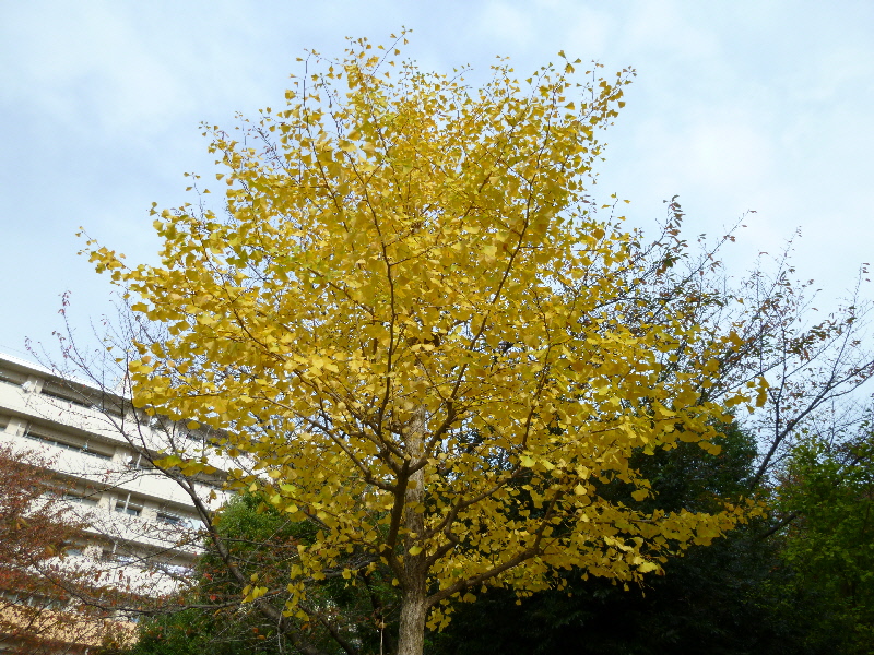 イチョウ