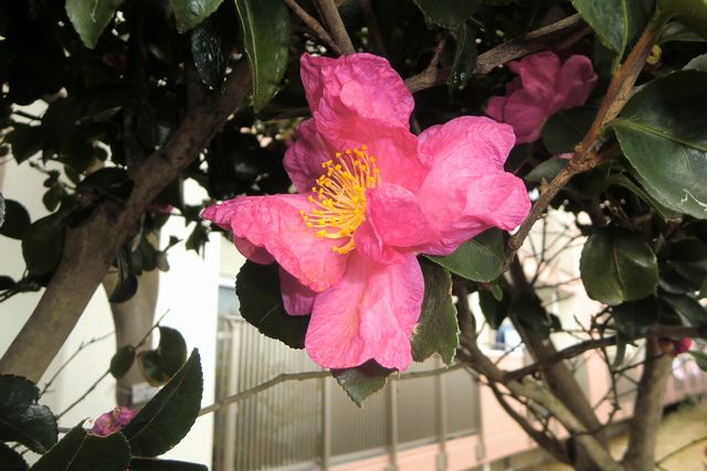 ナガオベニボタン