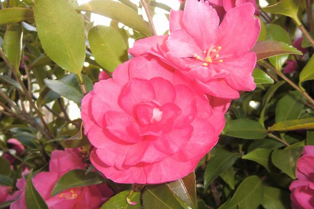 タチカンツバキ