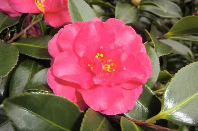 カンツバキ（獅子頭-2）