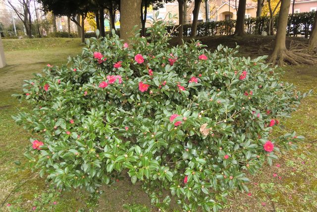 カンツバキ（獅子頭-1）