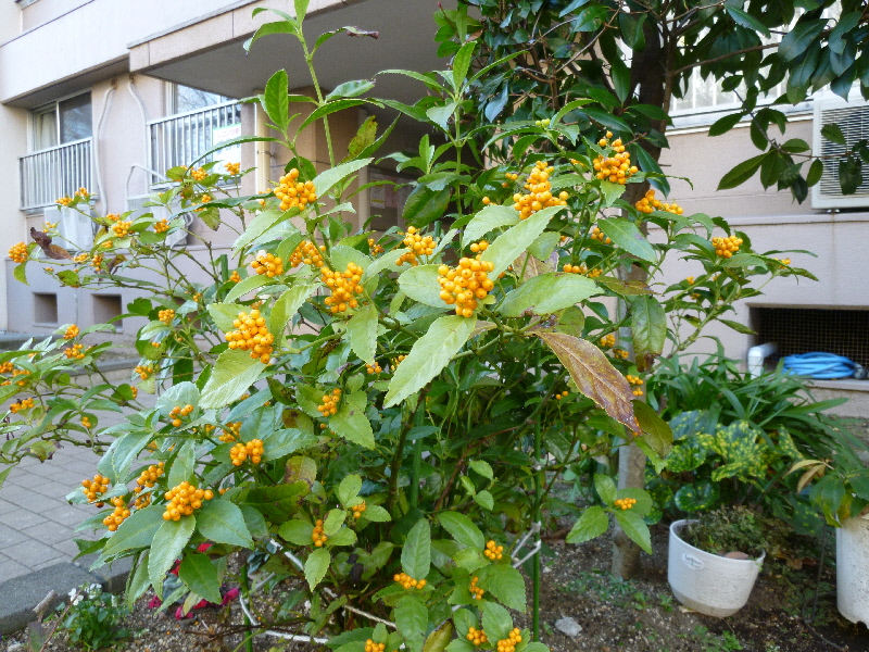 キミノ

センリョウ