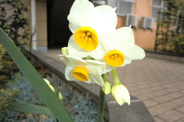 スイセン（４）