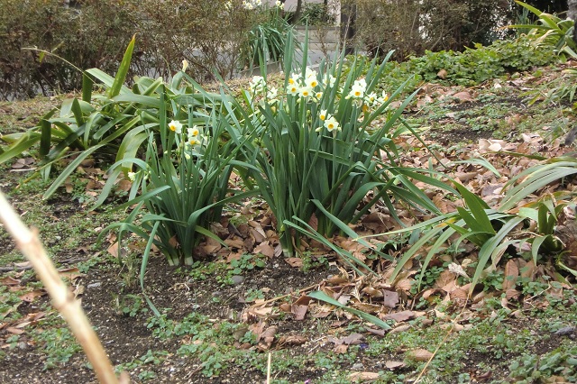 スイセン（３）