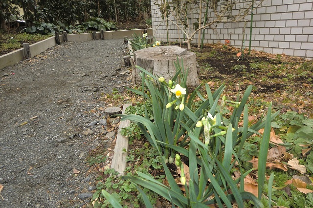 スイセン（２）