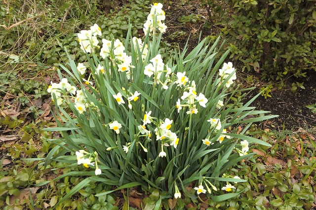 スイセン（１）