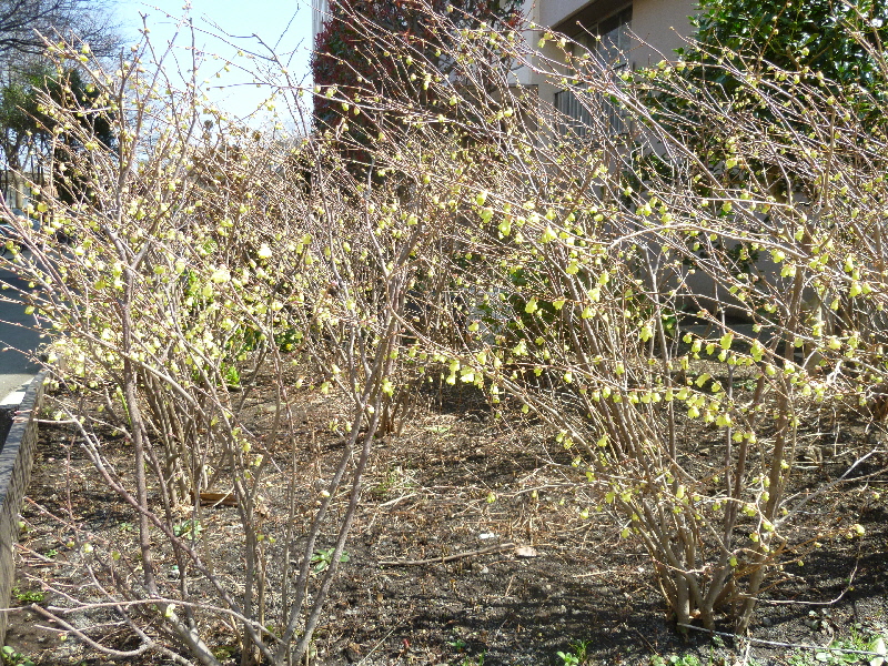 ヒュウガミズキ（４）