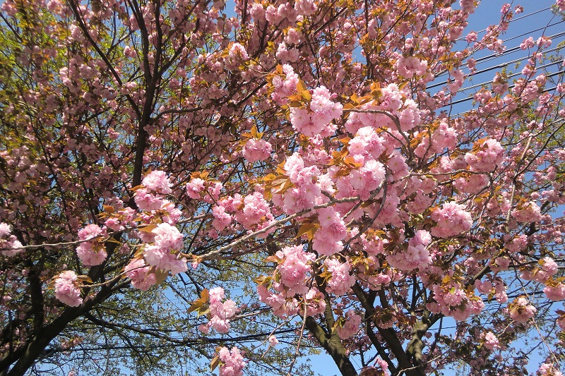 ヤエザクラ１（品種不明）