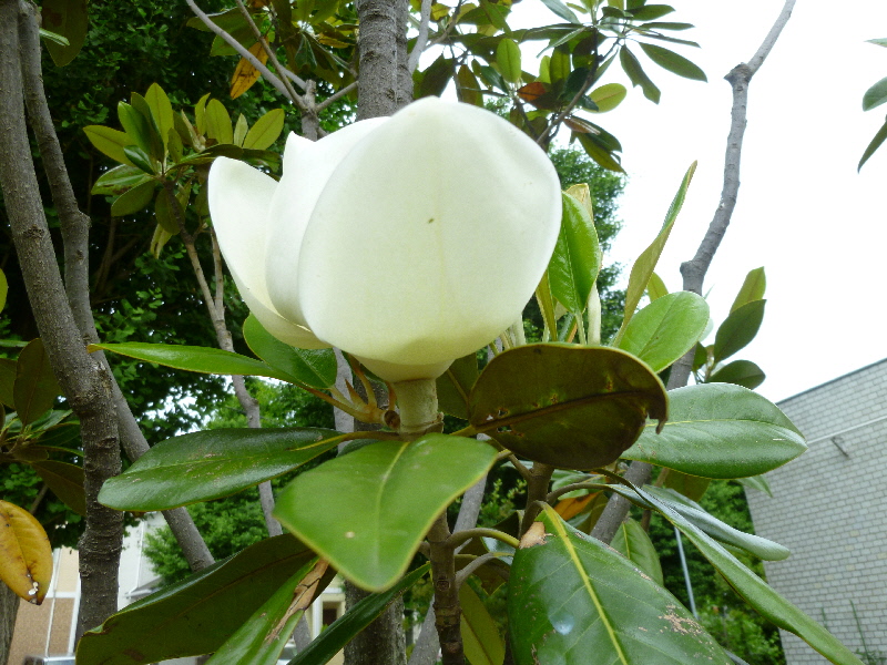 タイサンボク（２）