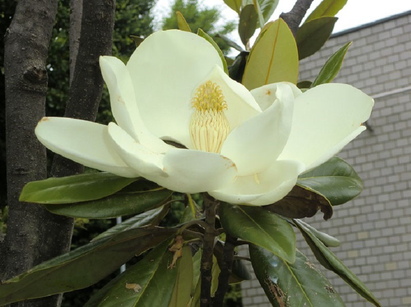 タイサンボク（３）