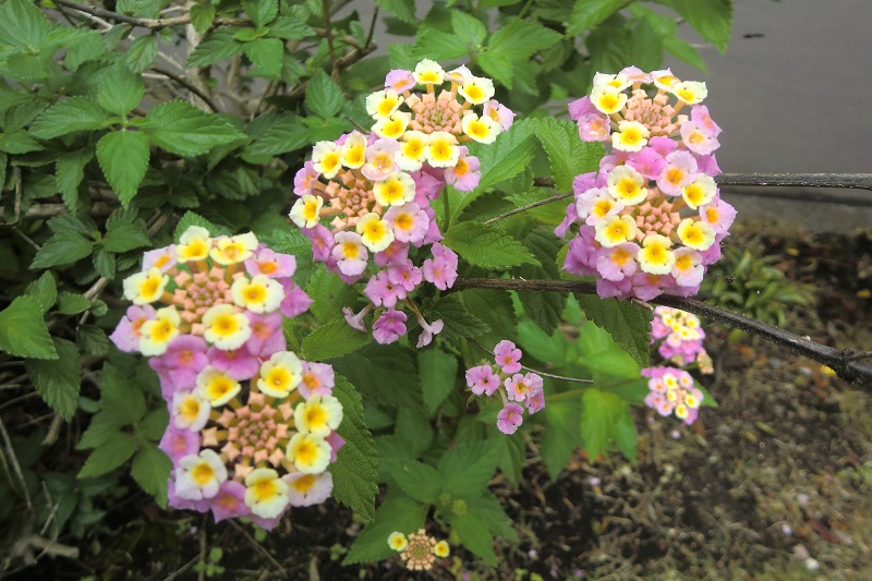 ランタナ（

２）