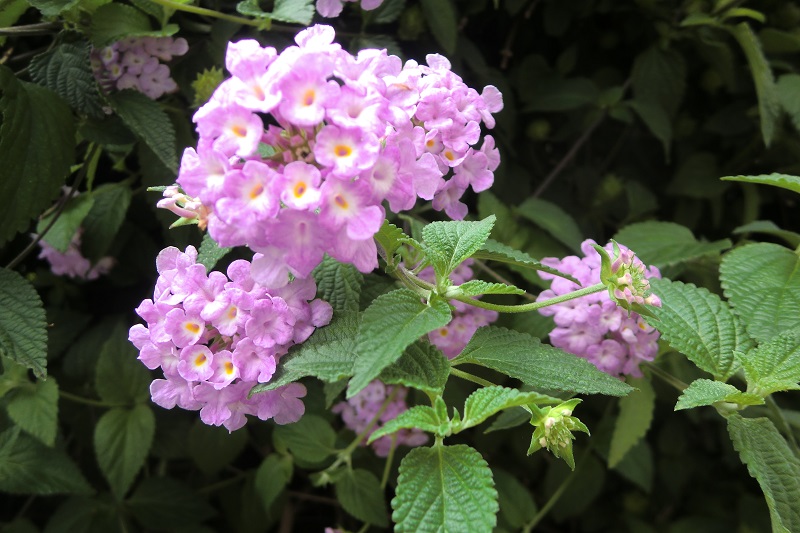 ランタナ（

３）